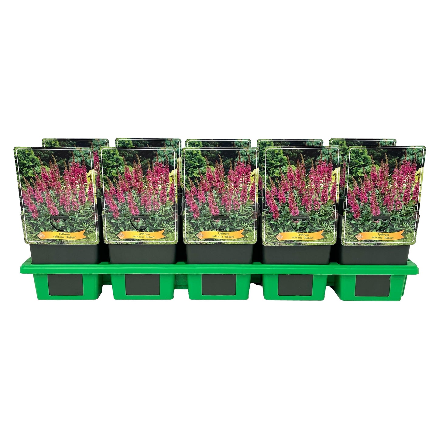 Lythrum sal. Robert 25cm 11cm Pot