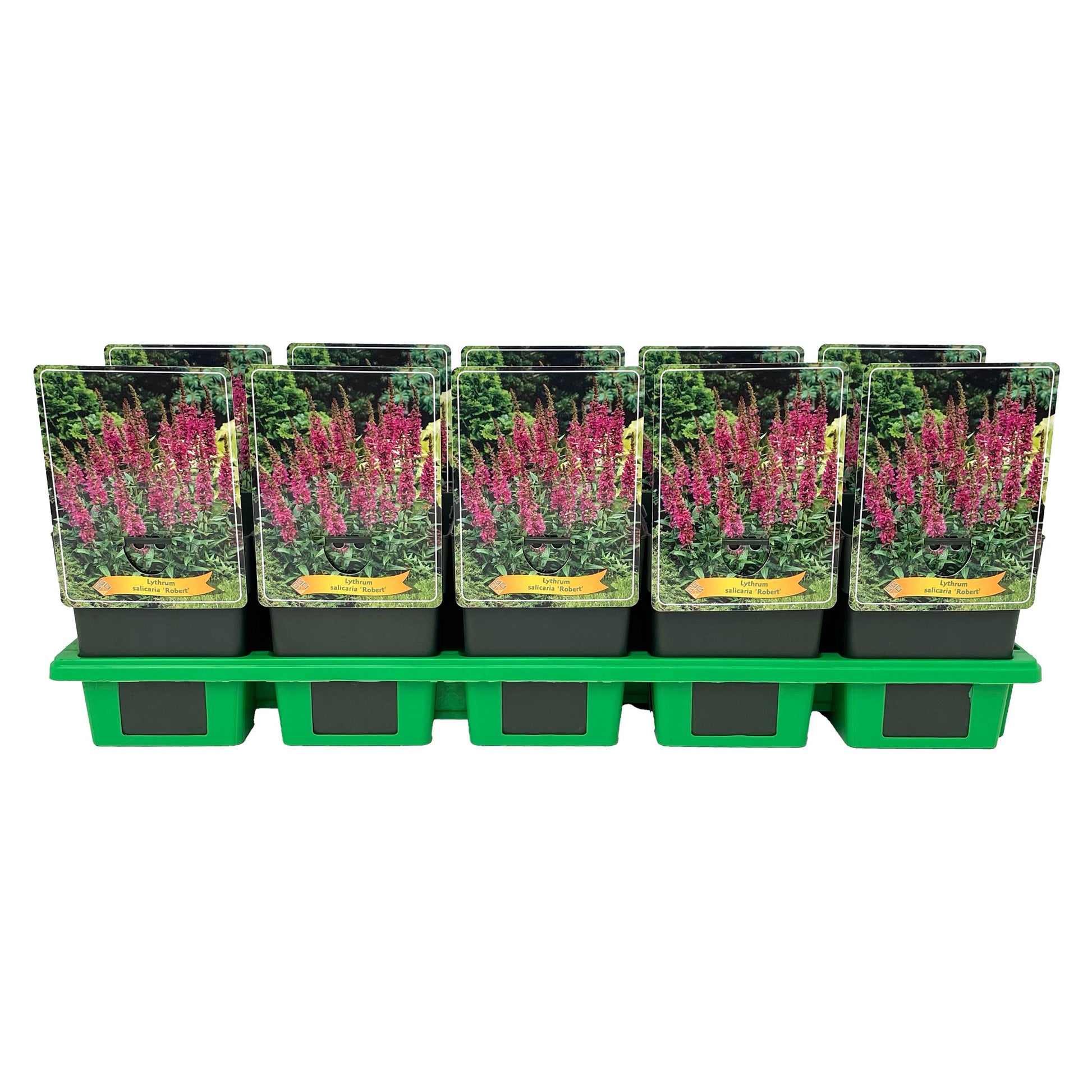 Lythrum sal. Robert 25cm 11cm Pot