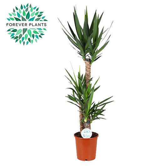 Yucca elephantipes 130cm 24cm Pot