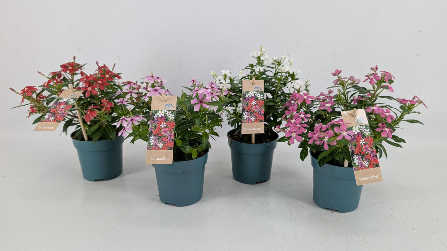 Catharanthus Soirée Mix 17cm 510cm Pot