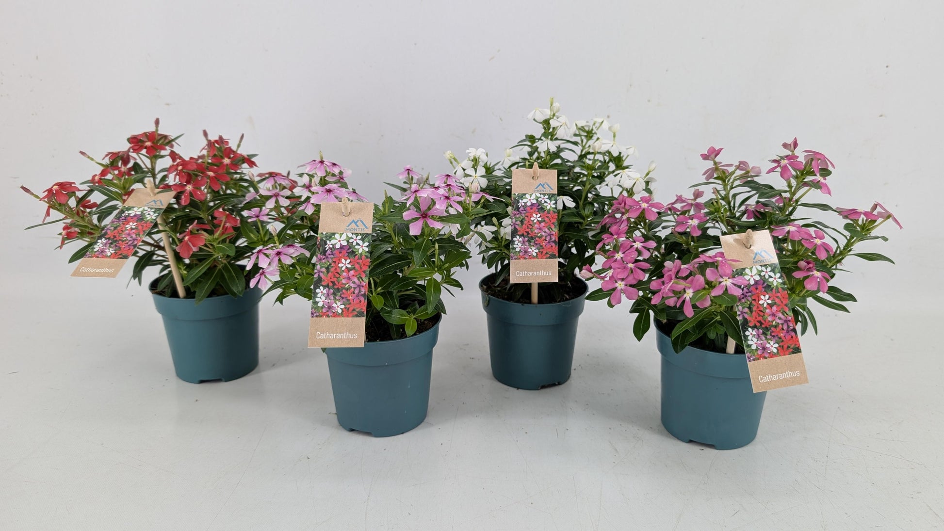 Catharanthus Soirée Mix 17cm 510cm Pot