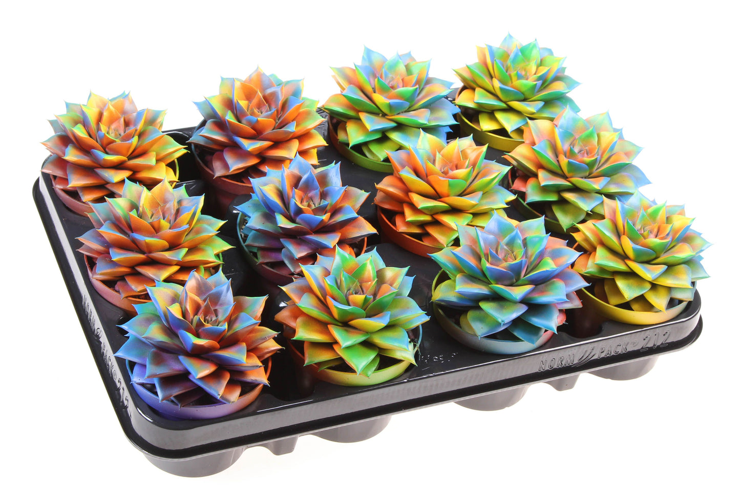 Echeveria chameleon special 10cm 8.5cm Pot