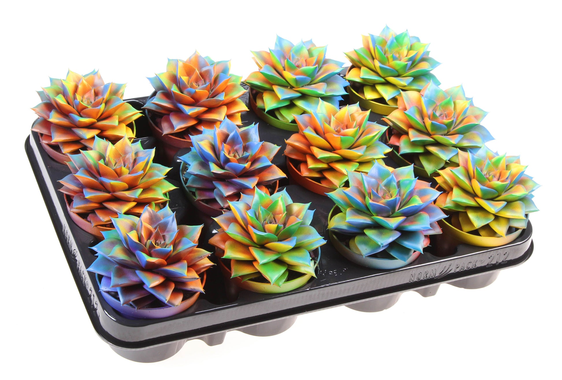 Echeveria chameleon special 10cm 8.5cm Pot