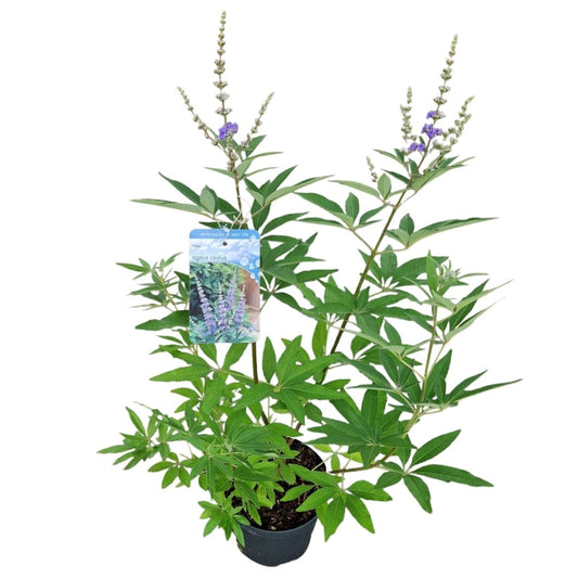 Vitex agnus-castus 60cm 19cm Pot