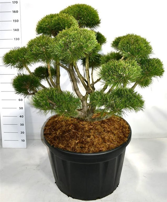 Pinus mugo Gnom 160cm 80cm Pot