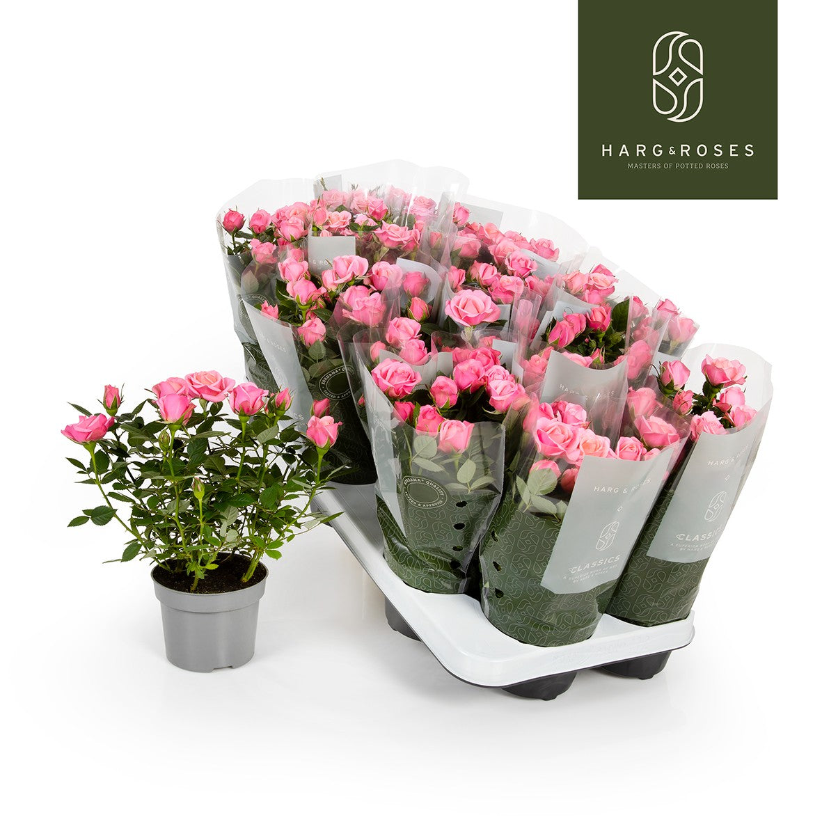 Rosa Kordana Flirt 25cm 10.5cm Pot