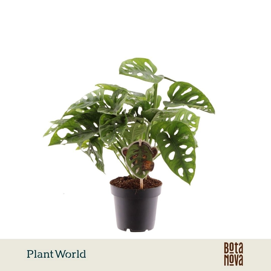 Monstera adansonii 30cm 12cm Pot