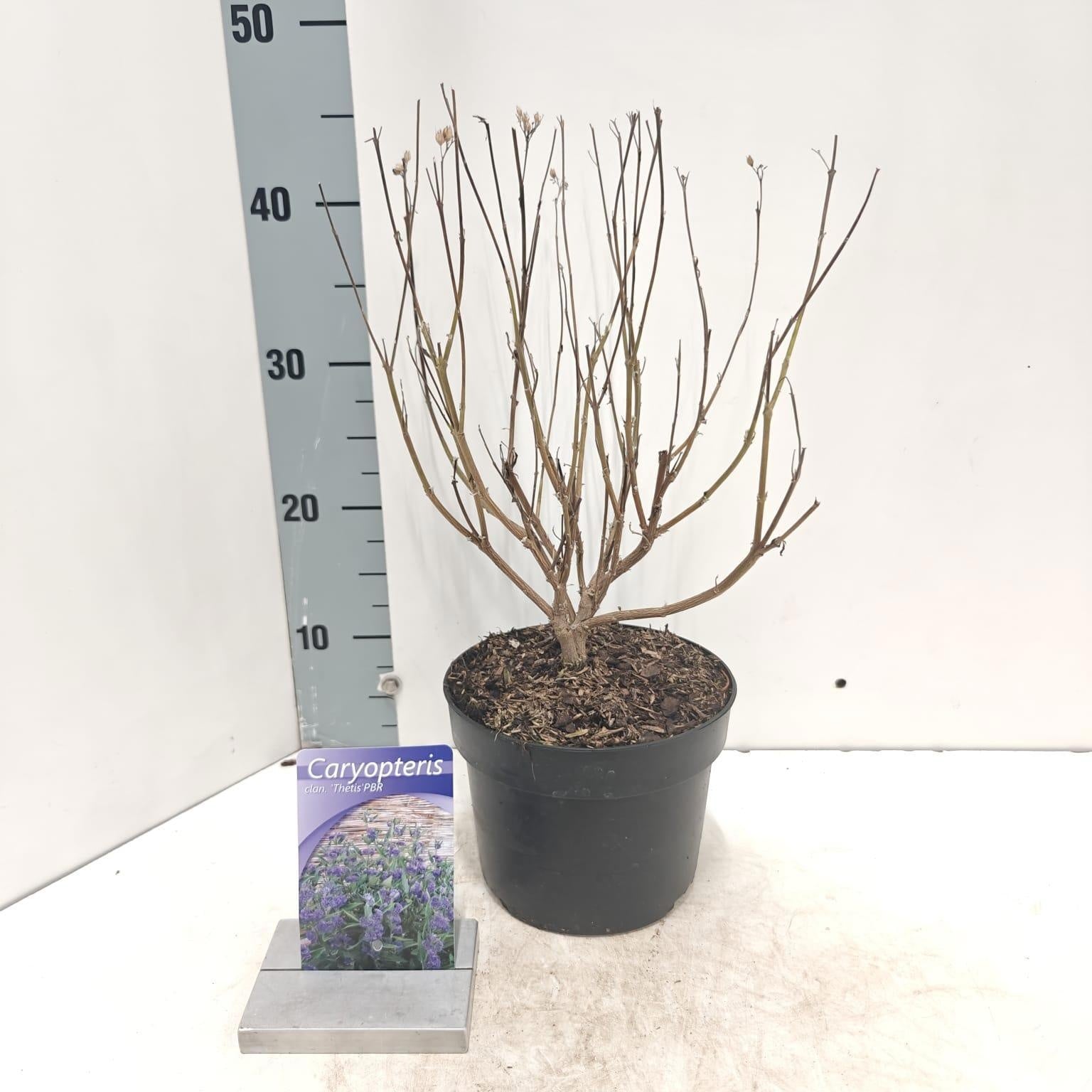 Caryopteris clandonensis 40cm 17cm Pot