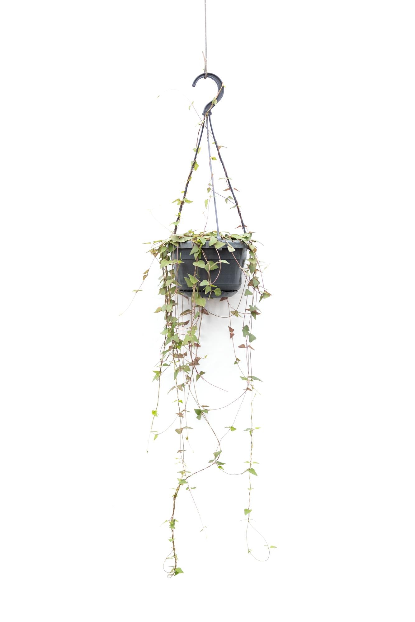 Ceropegia lin. Remy 38cm 14cm Pot