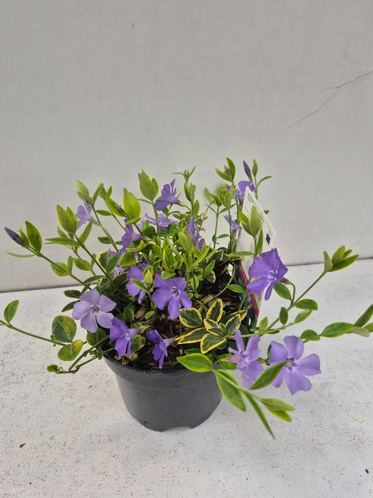 vinca-aureovariegata-15cm-13cm-pot