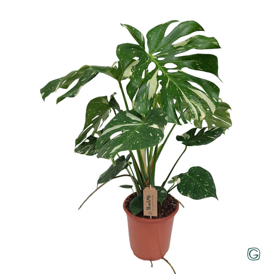 Monstera Thai Constellation 75cm 21cm Pot