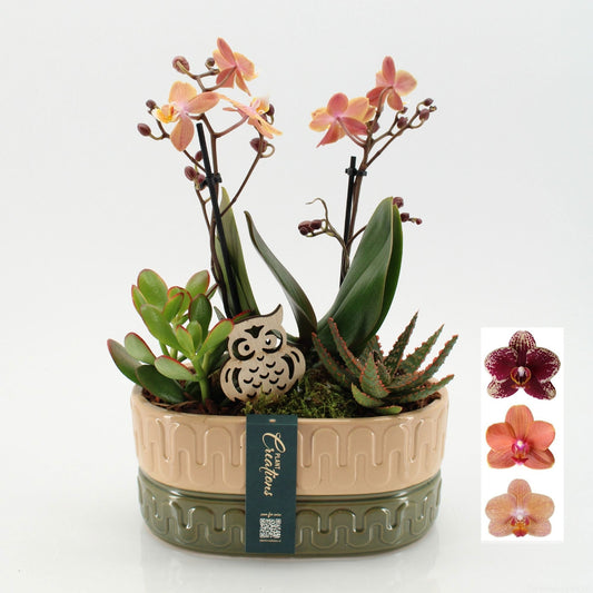 PHALHE-2606 Autumn Phalaenopsis 45cm 23cm Pot