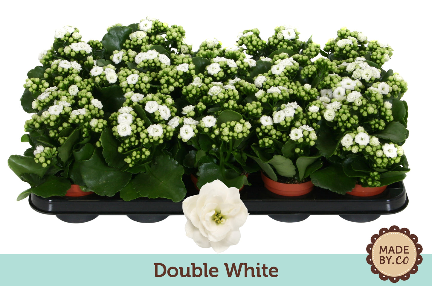 Kalanchoe double white 19cm 9cm Pot