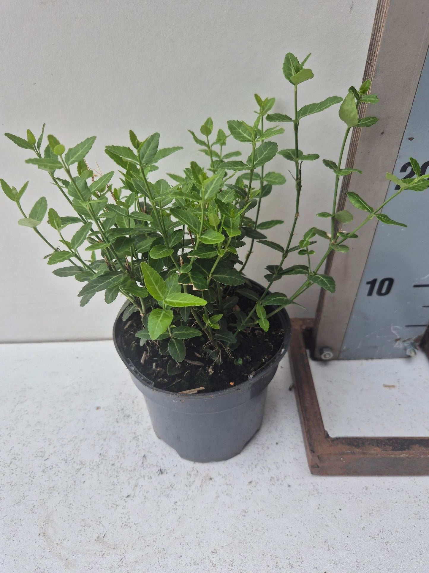 Roessel Tuinpl. VOF, B. v. Euonymus Radicans Pack of 8