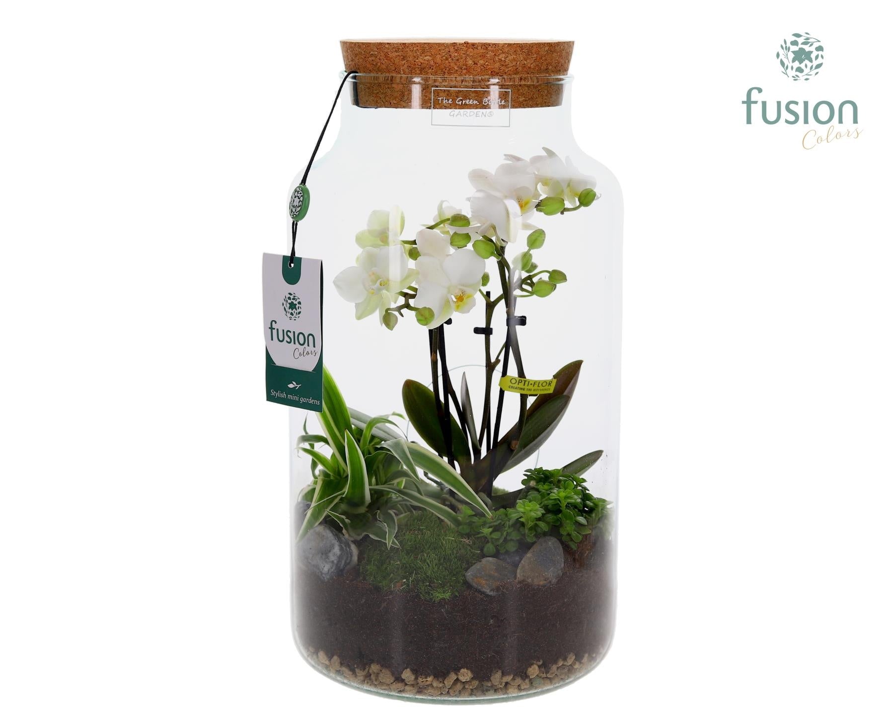 Green Bottle Pot Large 4 tak Phalaenopsis arrangement 24 uurs levertijd 35cm 19cm Pot