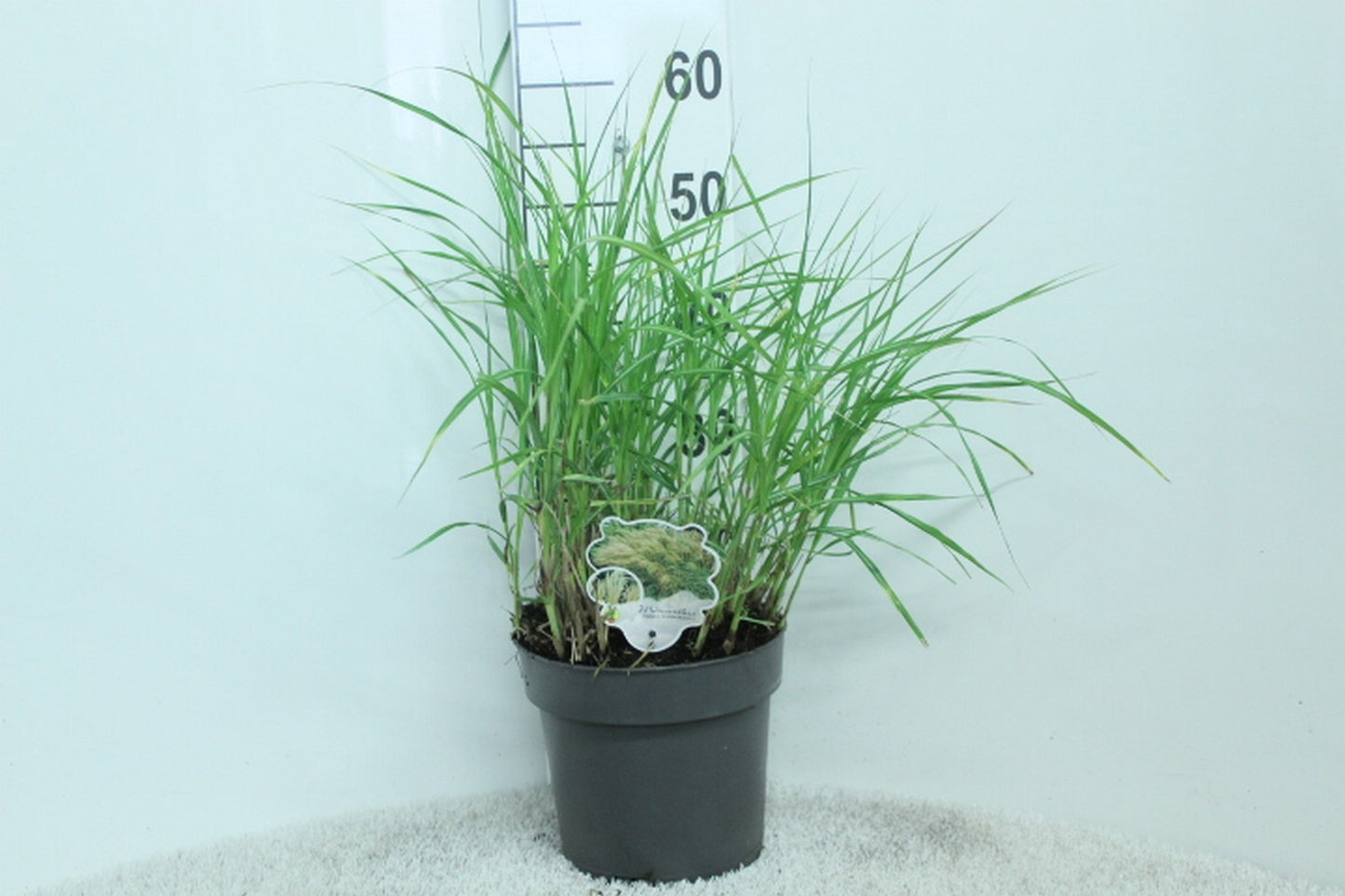 Miscanthus sinensis 60cm 23cm Pot
