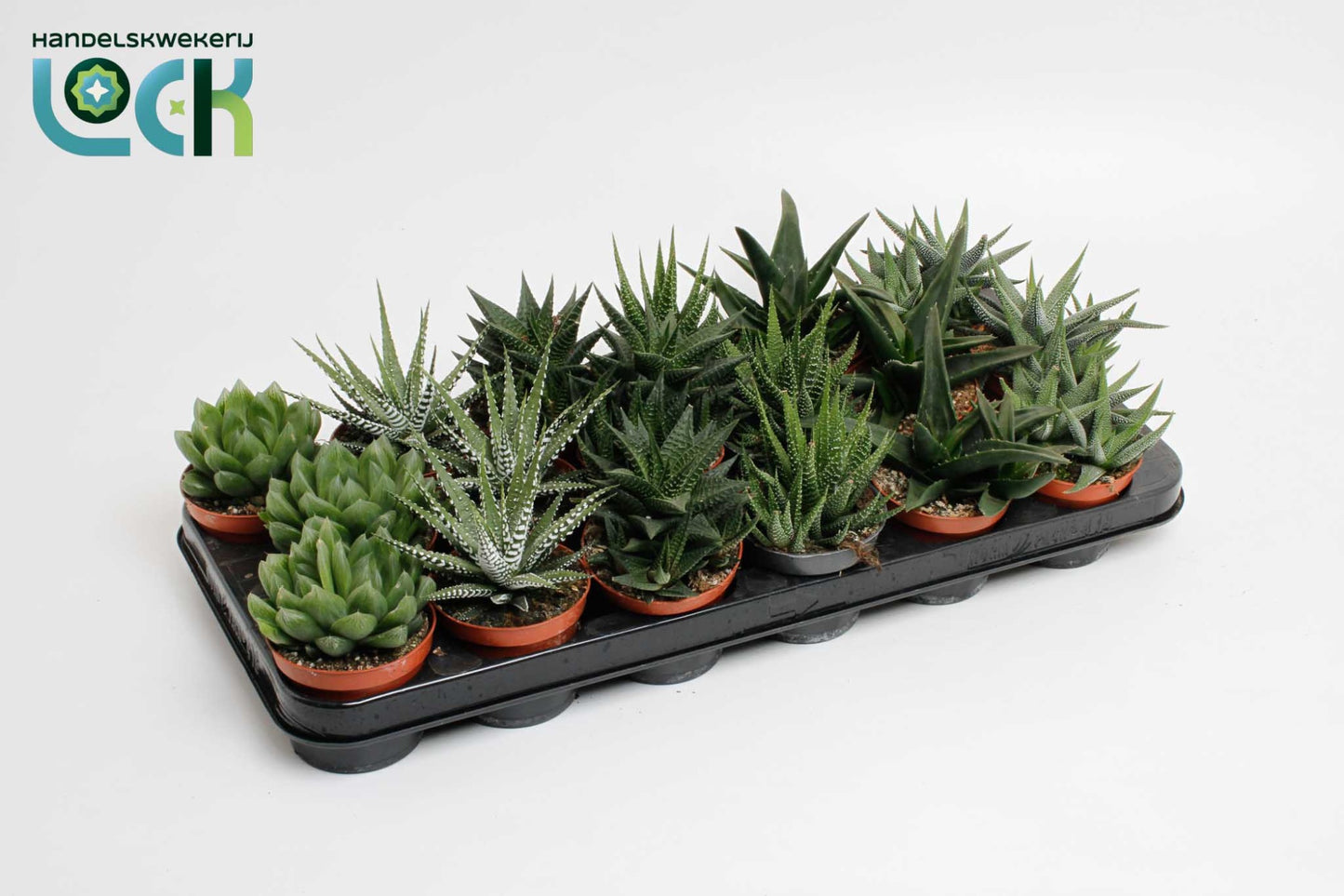 Lock, Handelskwekerij Haworthia mix Pack of 18