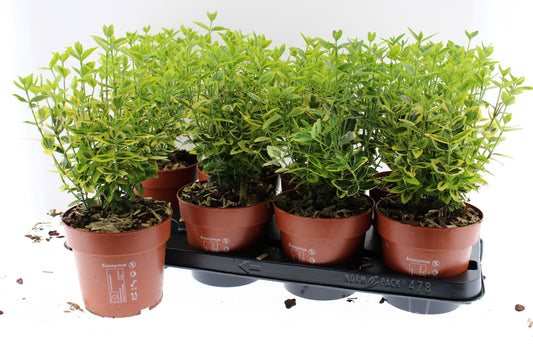 Euonymus Emerald & Gold 30cm 13cm Pot