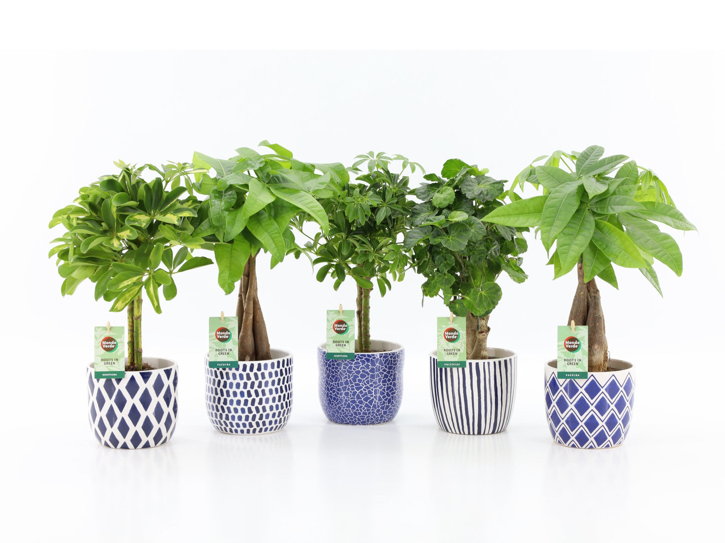 Foliage houseplants mix 45cm 13cm Pot