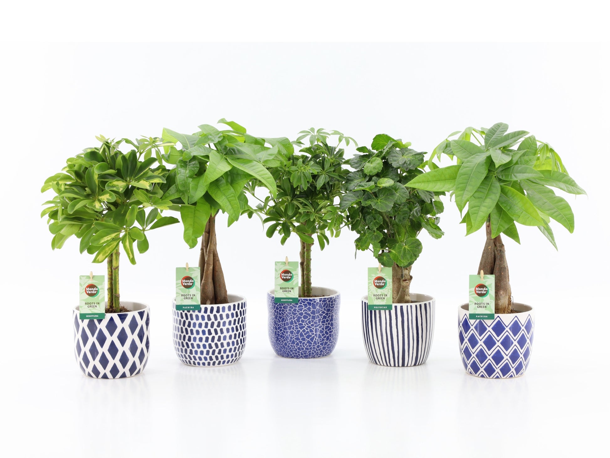 Foliage houseplants mix 45cm 13cm Pot