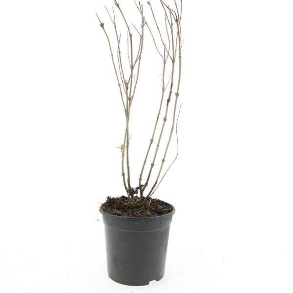 Diervilla sessilifolia 10cm 14cm Pot