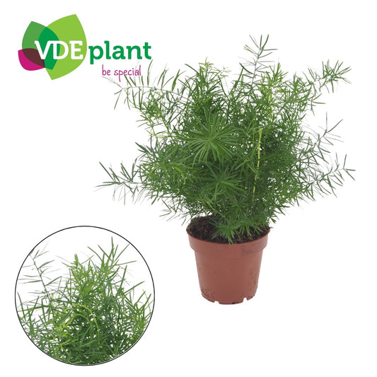 Asparagus densiflorus 'Mazeppa' 30cm 12cm Pot