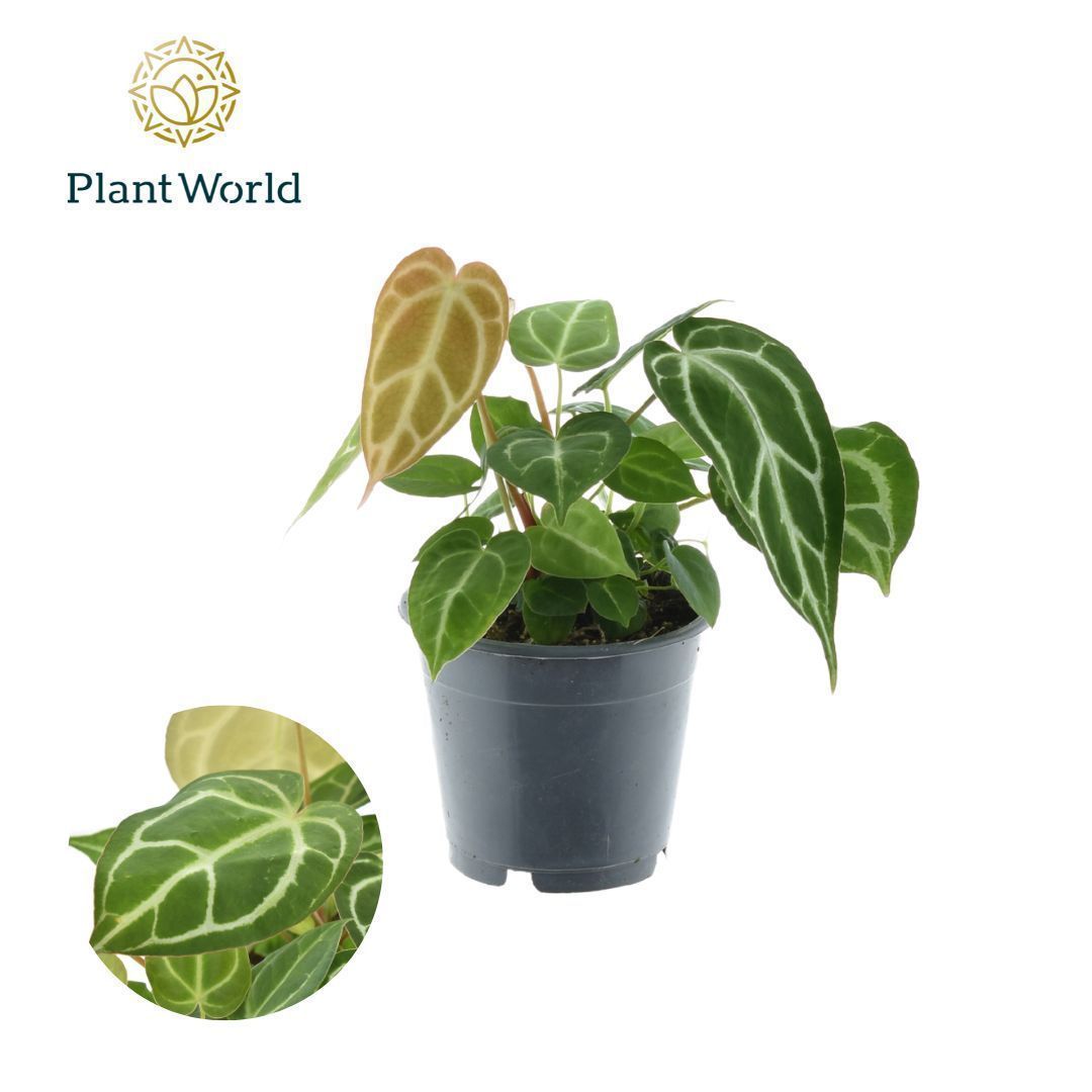 Anthurium Crystallinum 30cm 12cm Pot
