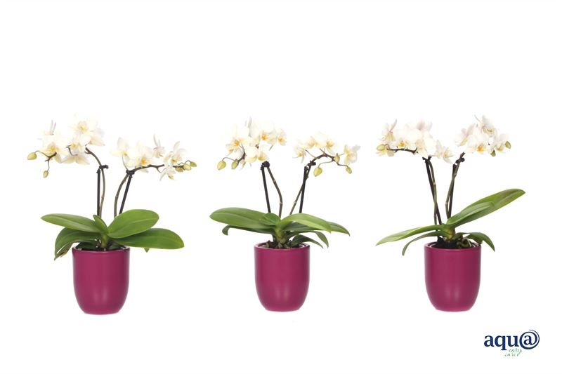 Phalaenopsis hybrid 17cm 6cm Pot