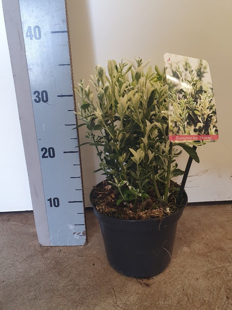 Euonymus Himalaya 25cm 17cm Pot