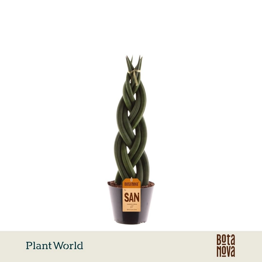 Sansevieria cylindrica 35cm 10.5cm Pot