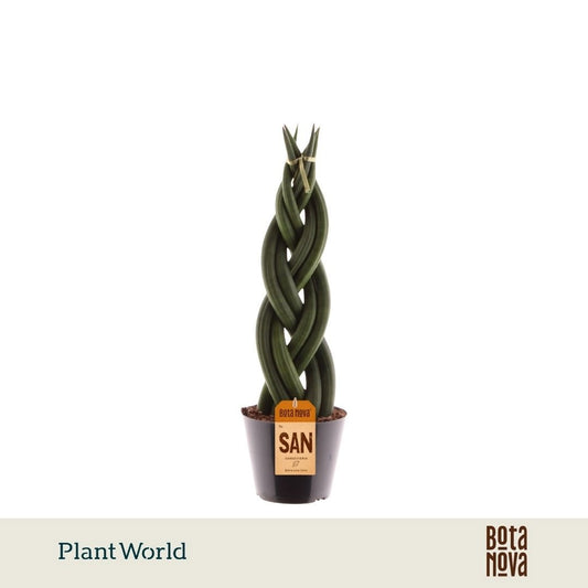 Sansevieria cylindrica 35cm 10.5cm Pot