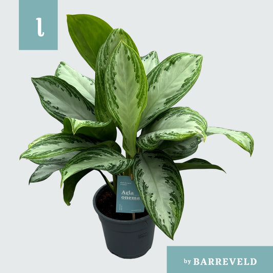 Aglaonema Silver Bay 60cm 17cm Pot