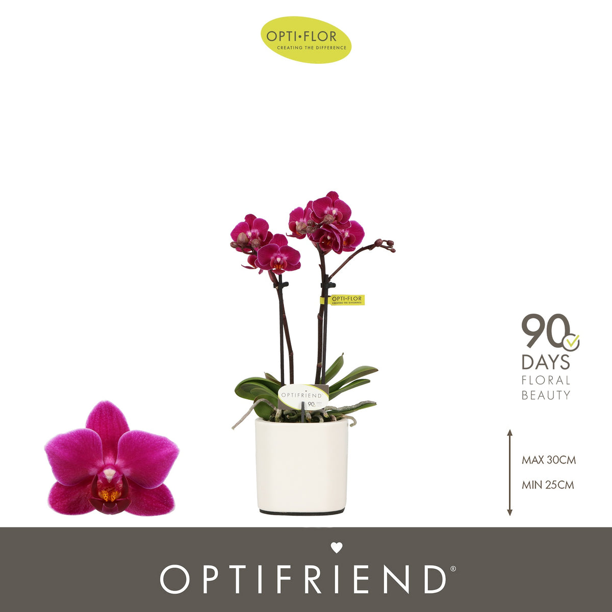 Phalaenopsis Purple 25cm 7cm Pot