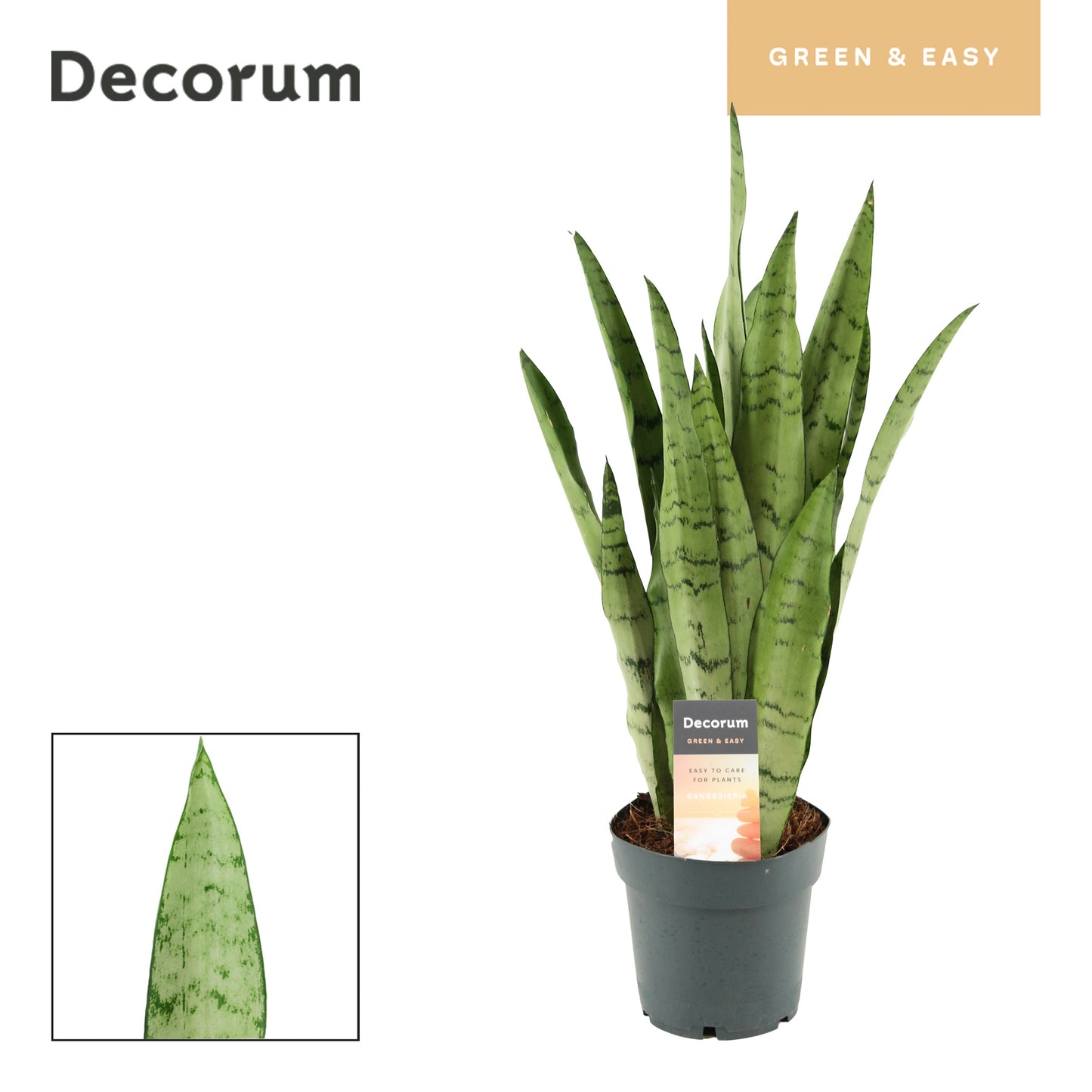 Sansevieria trifasciata 50cm 14cm Pot