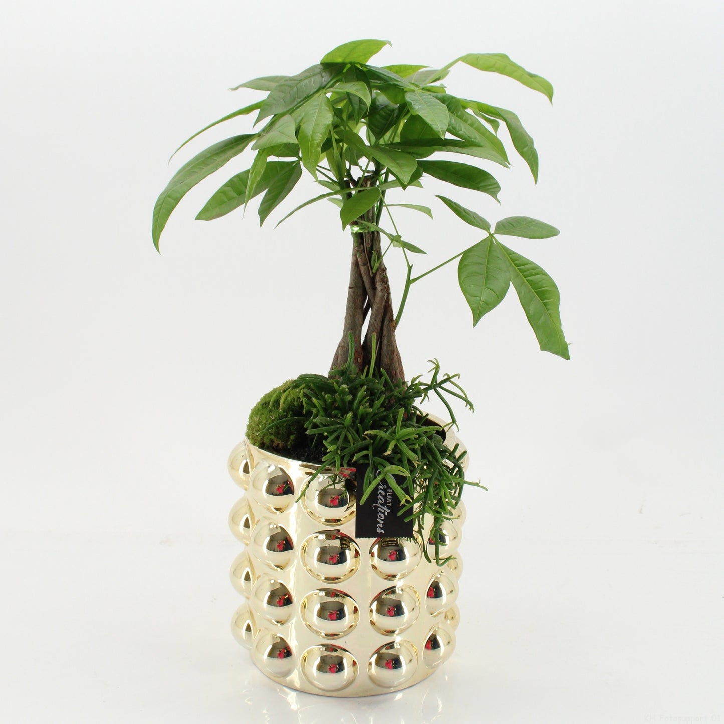 Indoor green arrangement 50cm 18cm Pot