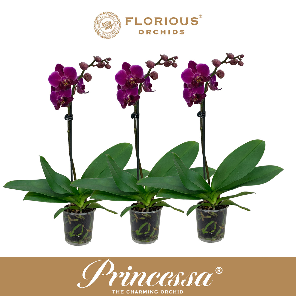 Phalaenopsis purple 40cm 9cm Pot