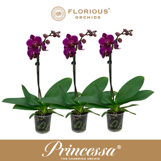 Phalaenopsis purple 40cm 9cm Pot