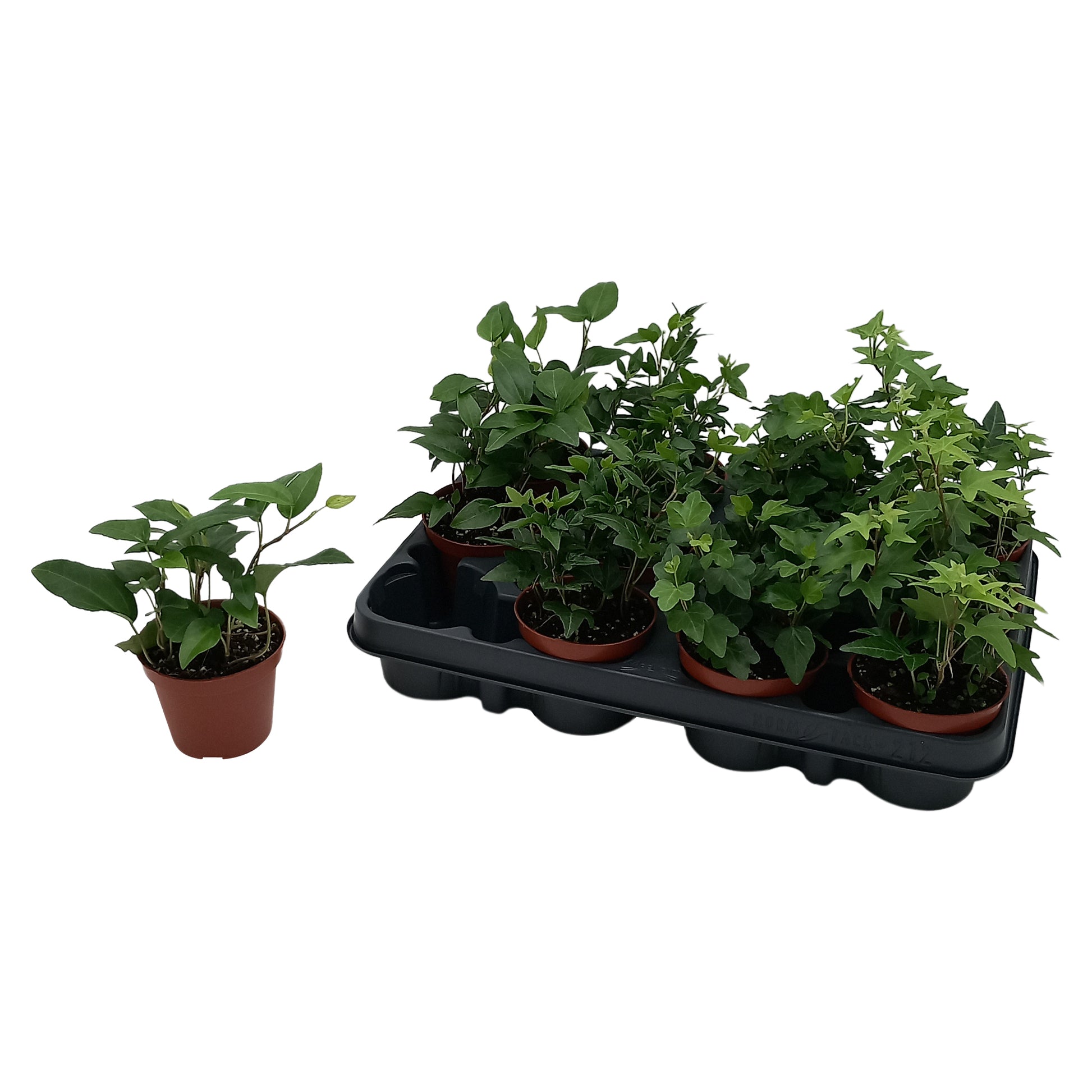 Quakelplant BV Hedera helix green Pack of 21