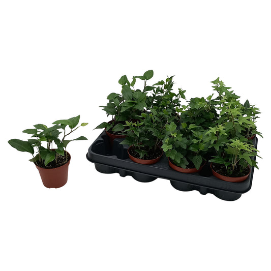 Hedera helix green 8.5cm Pot