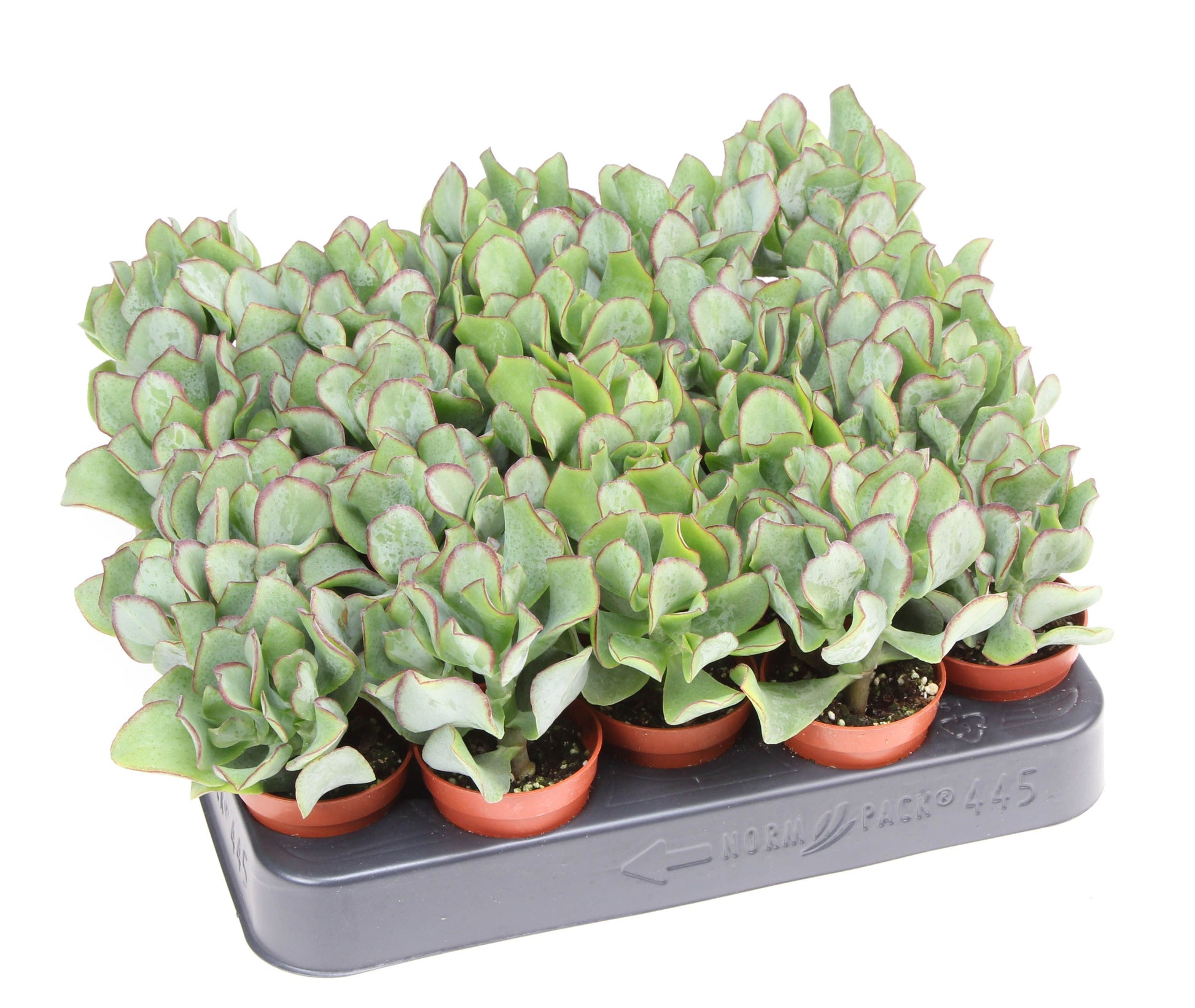 Crassula arborescens 10cm 505cm Pot