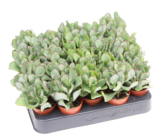Crassula arborescens 10cm 505cm Pot