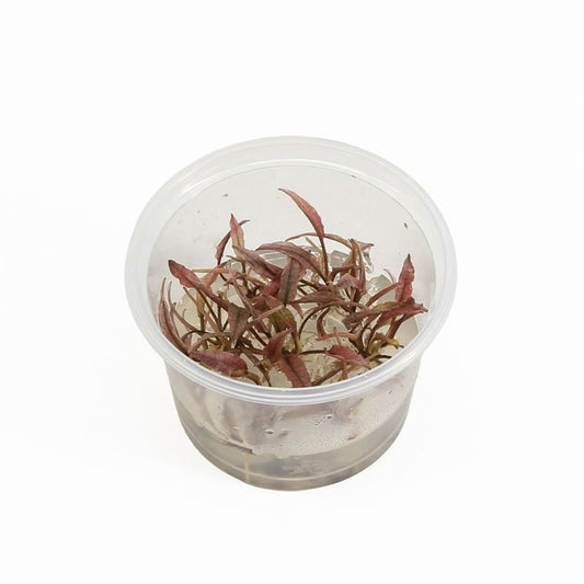 Aquarium plant mix 5cm 2cm Pot