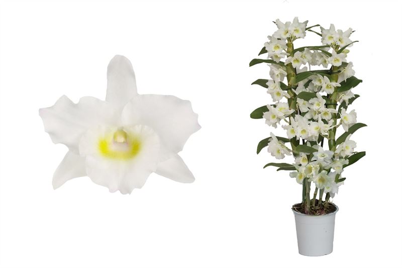 Dendrobium Apollon 50cm 12cm Pot