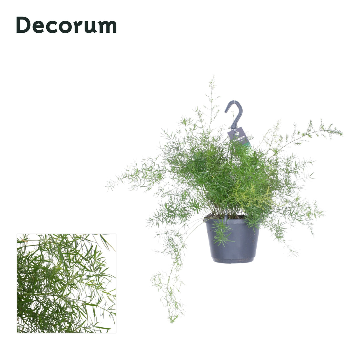 Asparagus Sprengeri 45cm 17cm Pot
