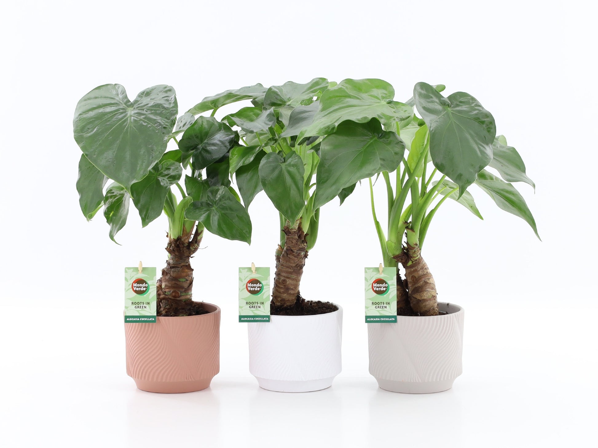 Alocasia cucullata 50cm 13cm Pot