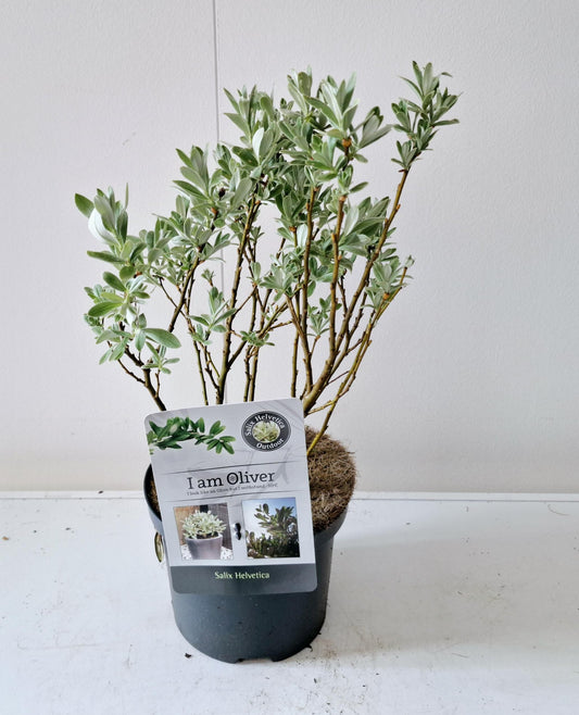 Salix helvetica bush 45cm 17cm Pot