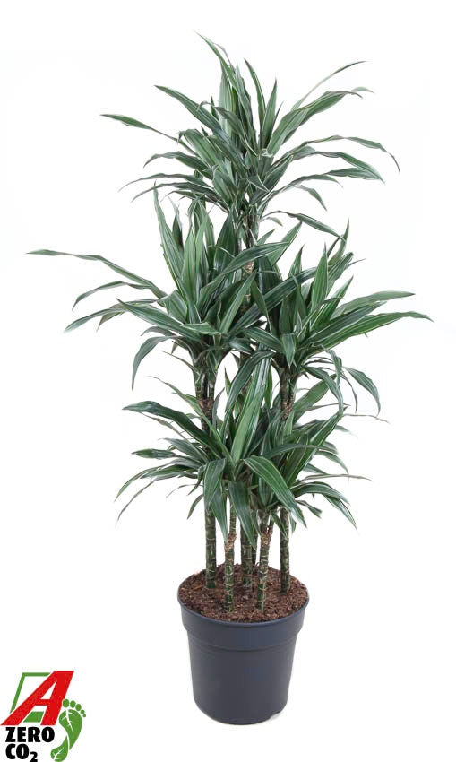Dracaena fragrans Warneckei caroussel 140cm 31cm Pot