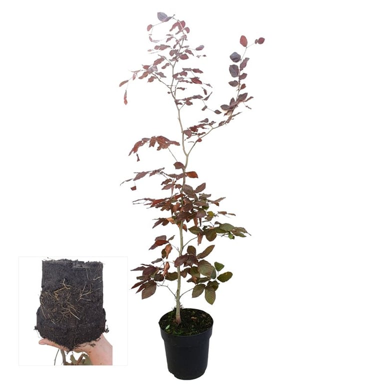 Fagus Atropunicea 100cm 21cm Pot