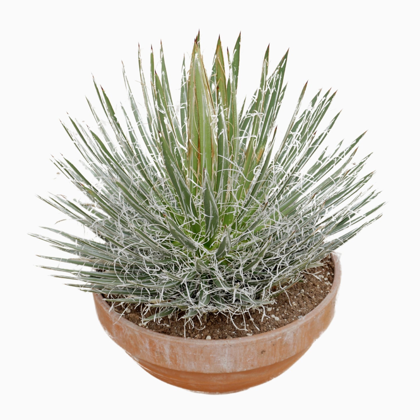 Agave filifera 60cm 45cm Pot