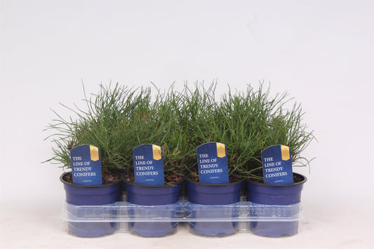 Pinus mugo pumilio 20cm 11cm Pot